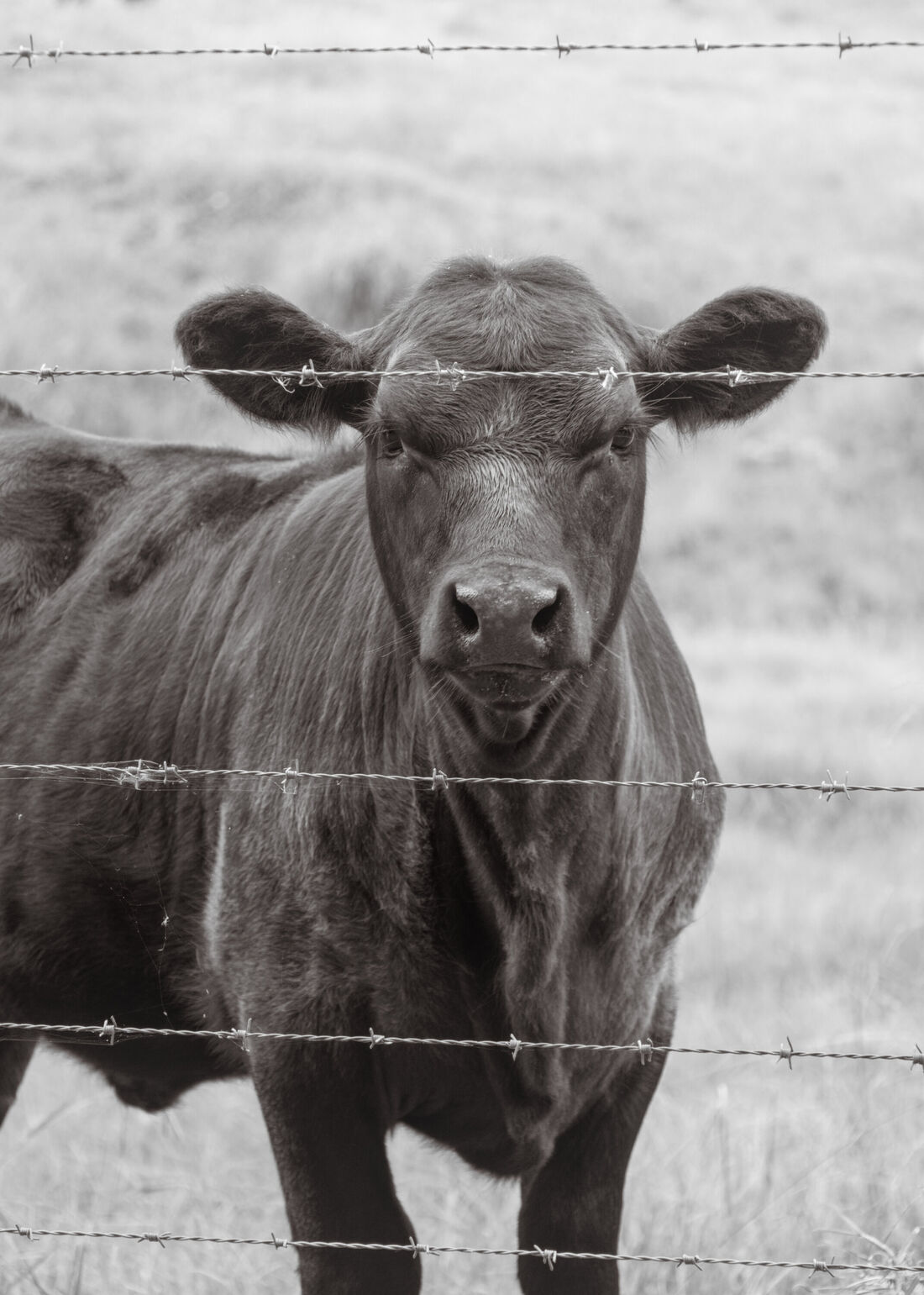 Cow Portrait