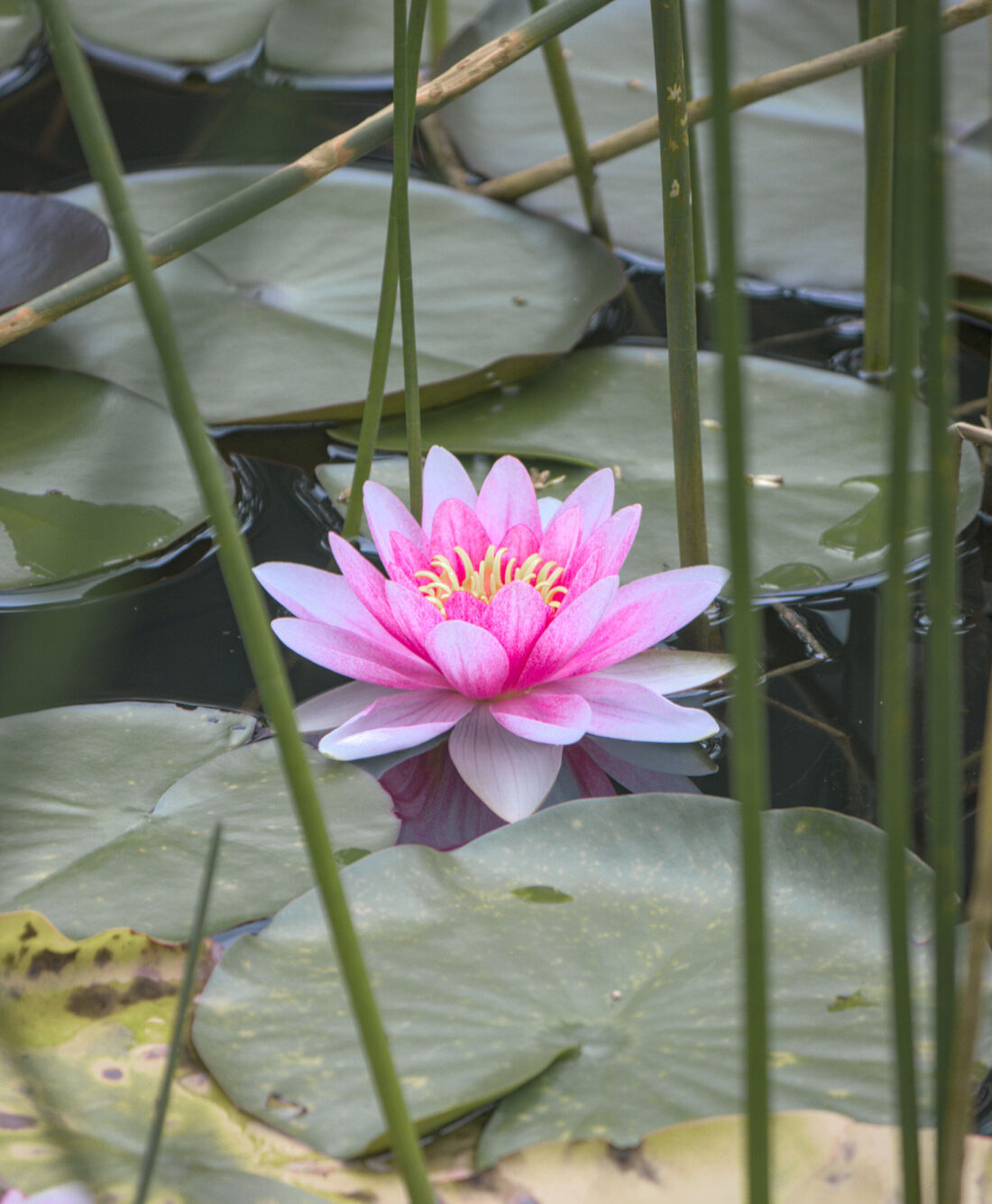 Water Lily