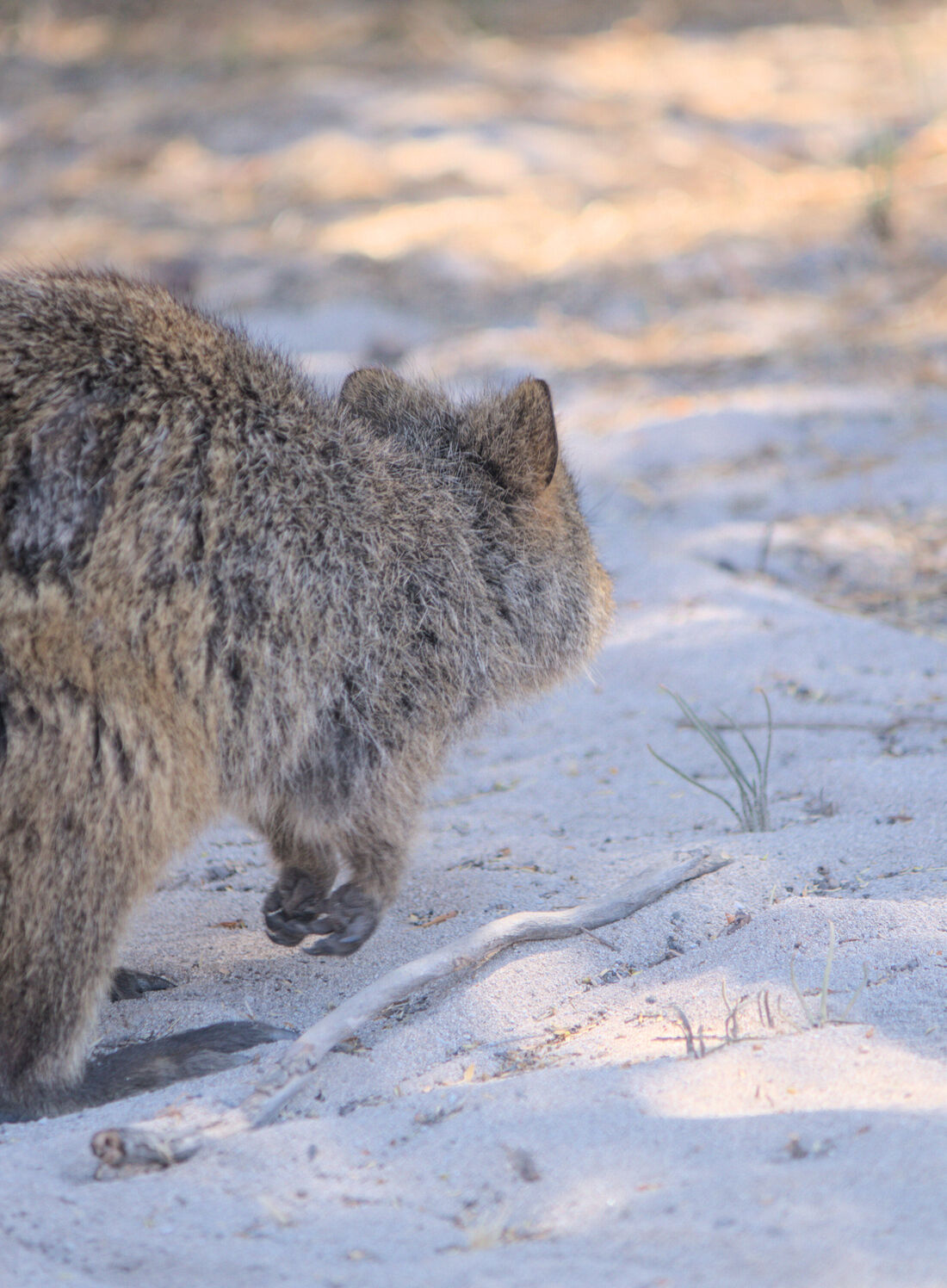 Quokka on the Move