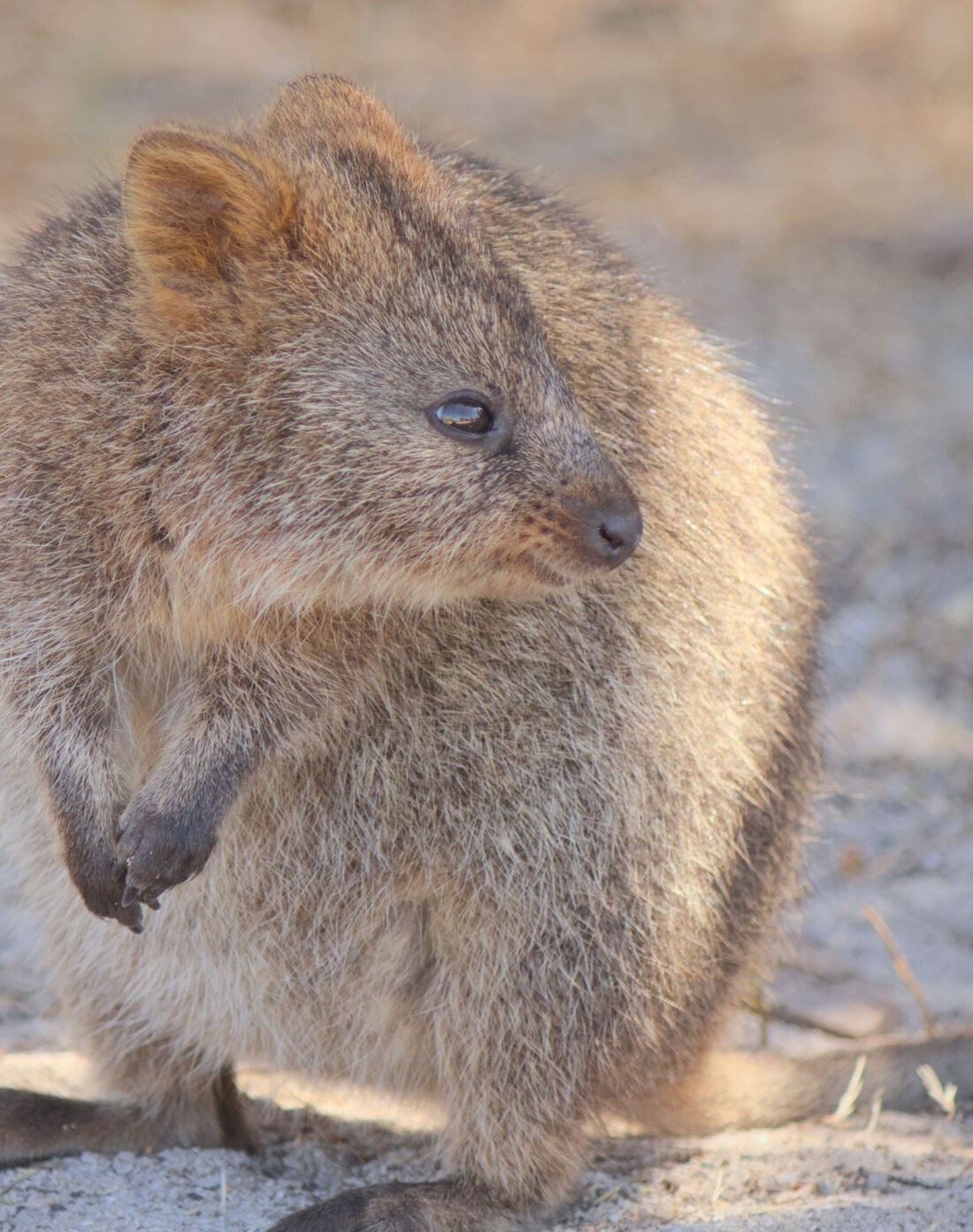 Quokka Portrait