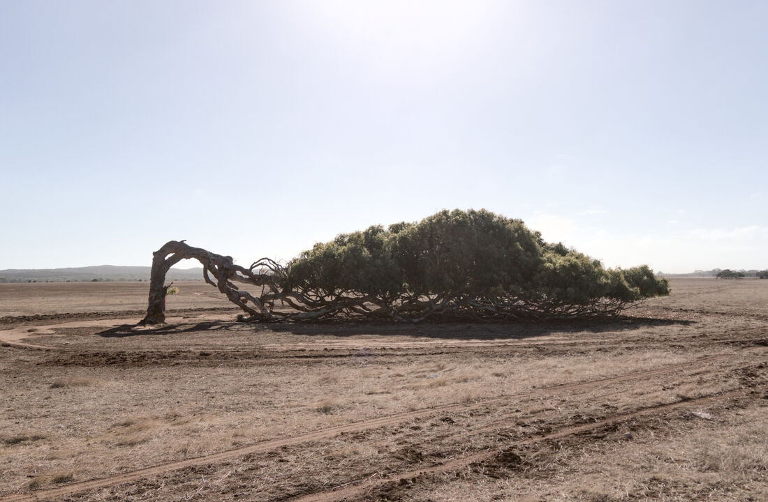 Leaning Tree of Greenough