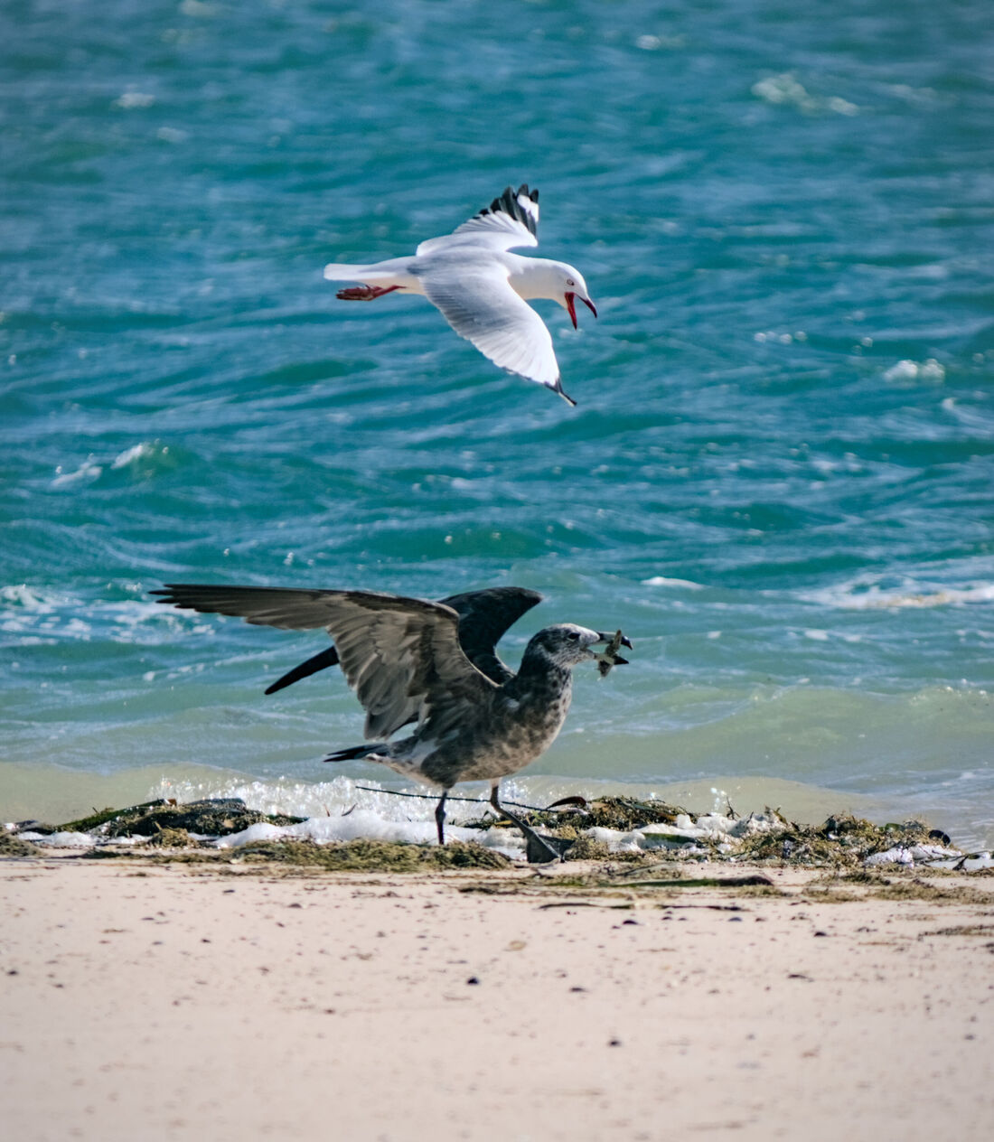 Battle for the Catch