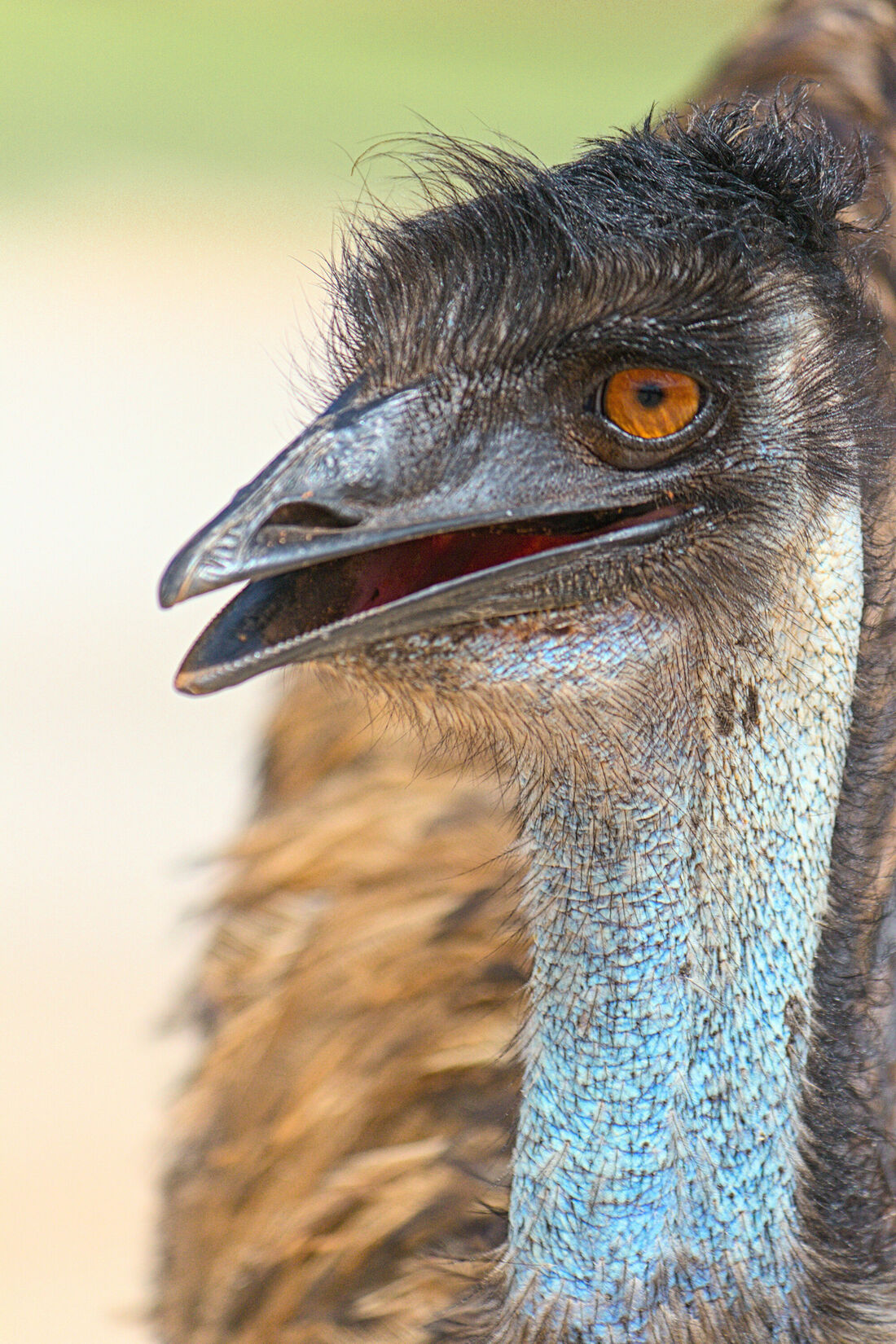 Emu Portrait