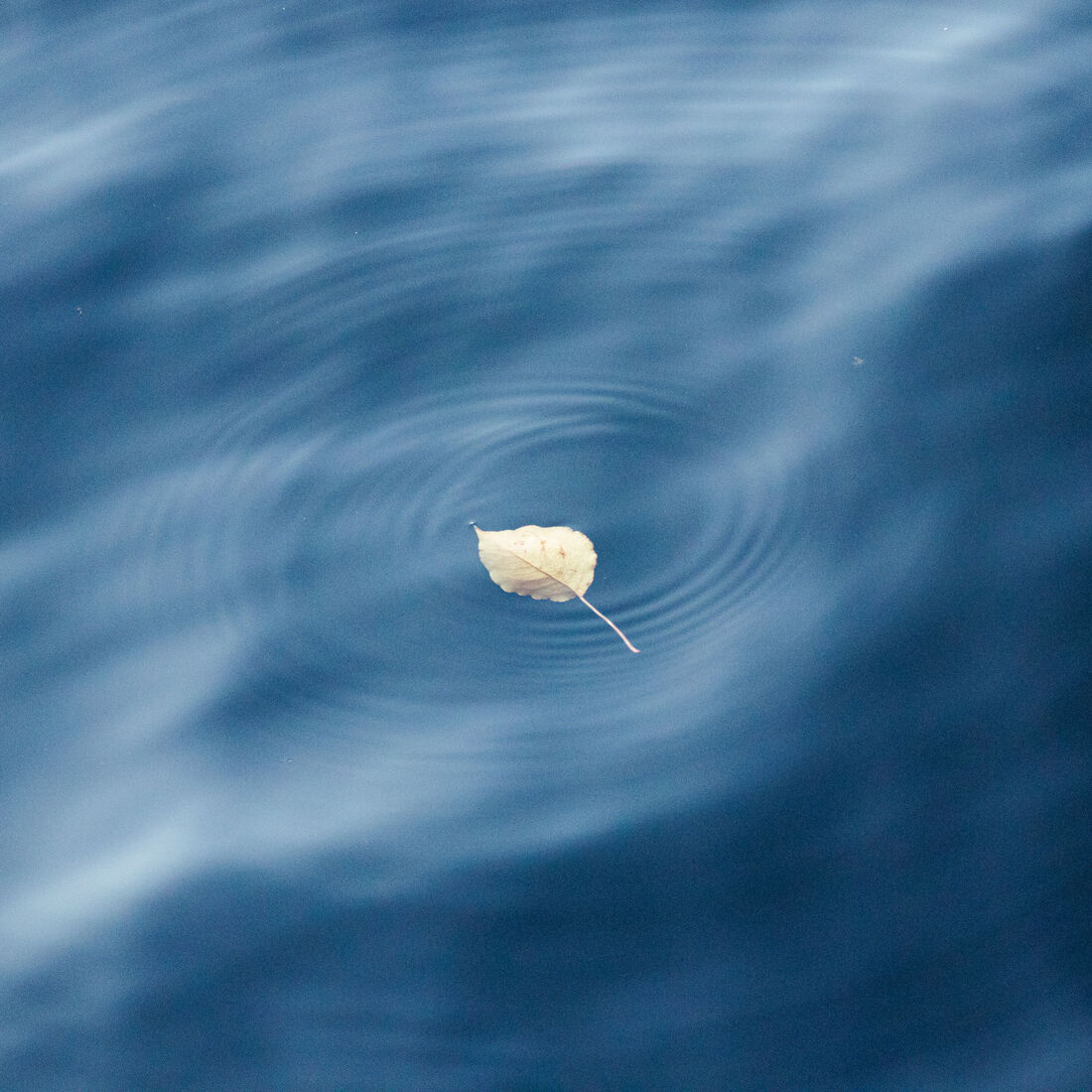 Leaf in the Water