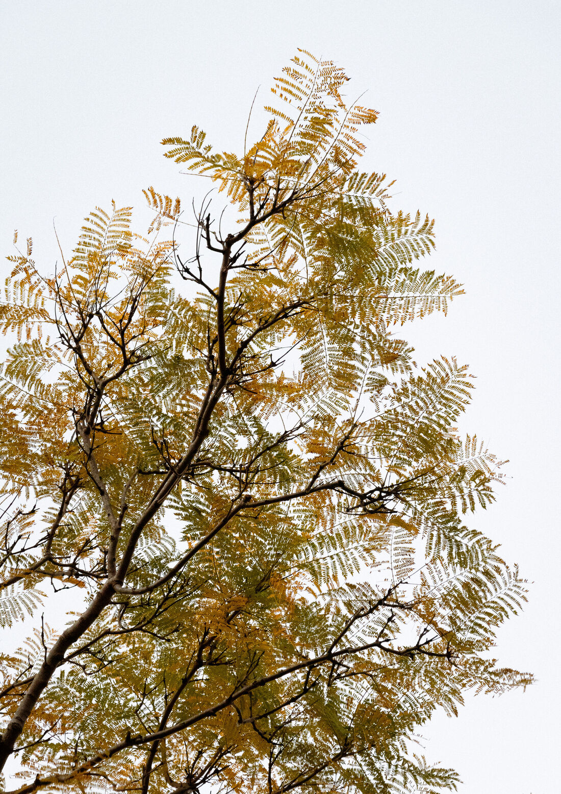 Jacaranda Out of Bloom
