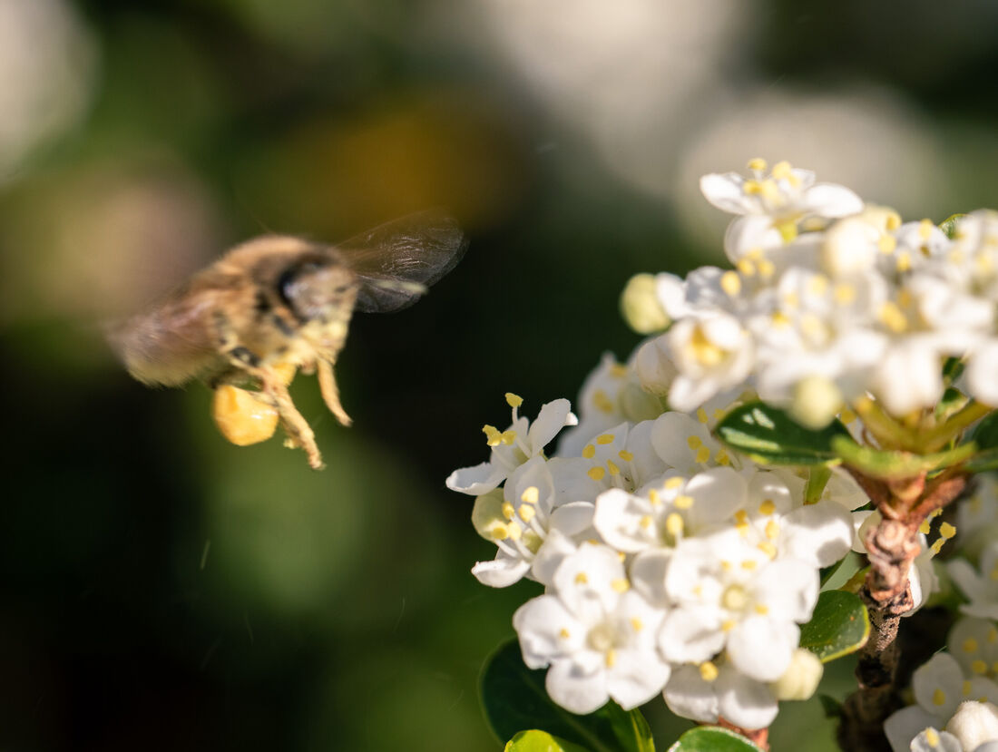 Bee in Motion
