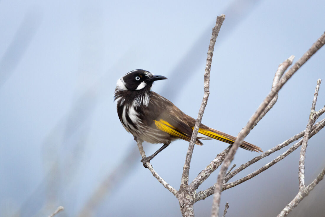 New Holland Honeyeater