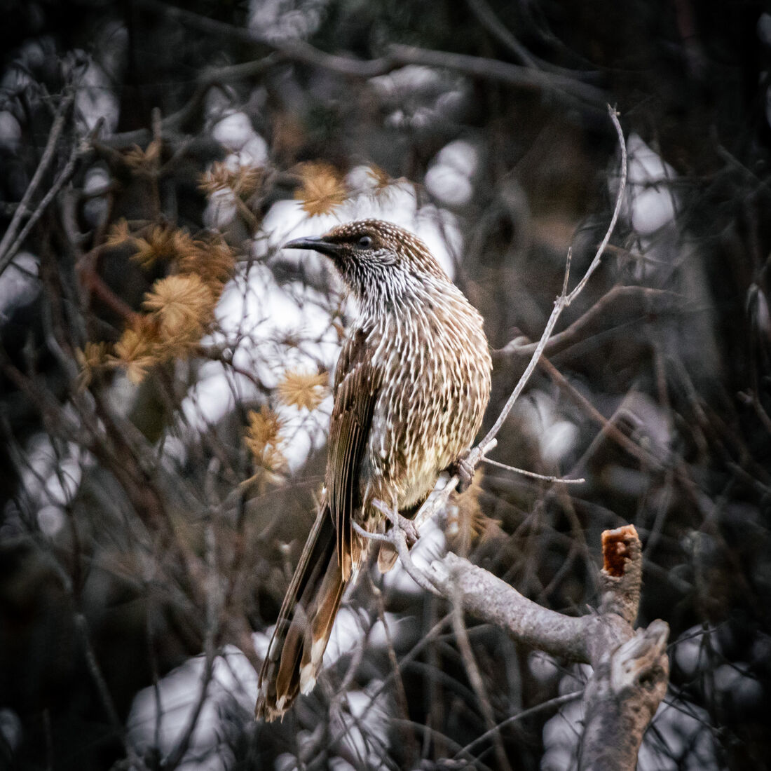 Little Wattlebird, Adorned