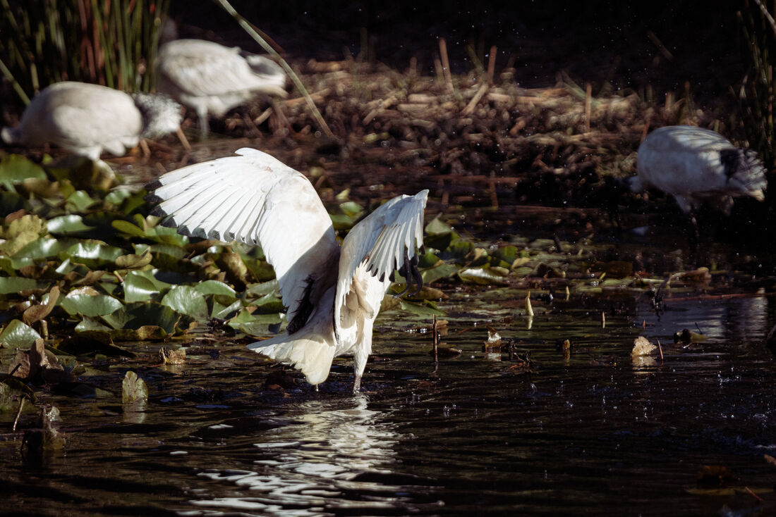 Ibis Takeoff