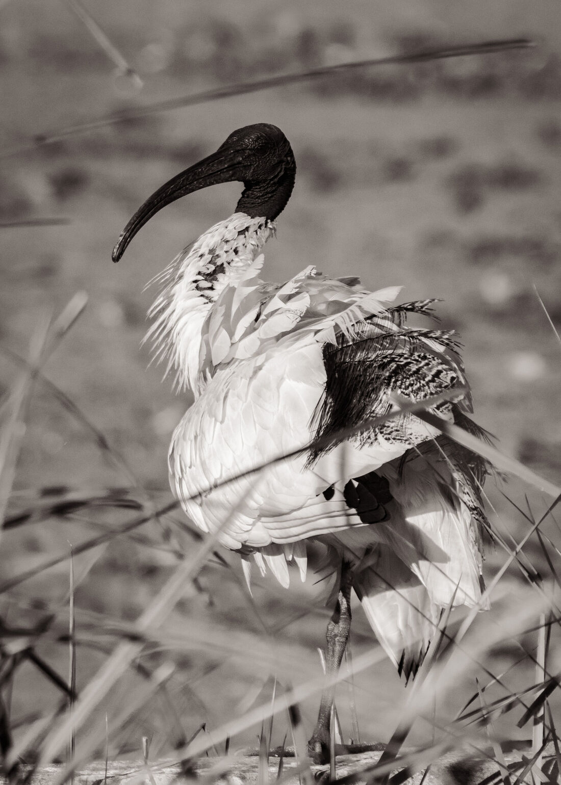 Ibis Portrait