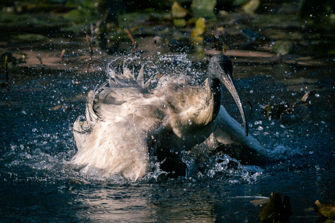 Ibis Bathing (1)