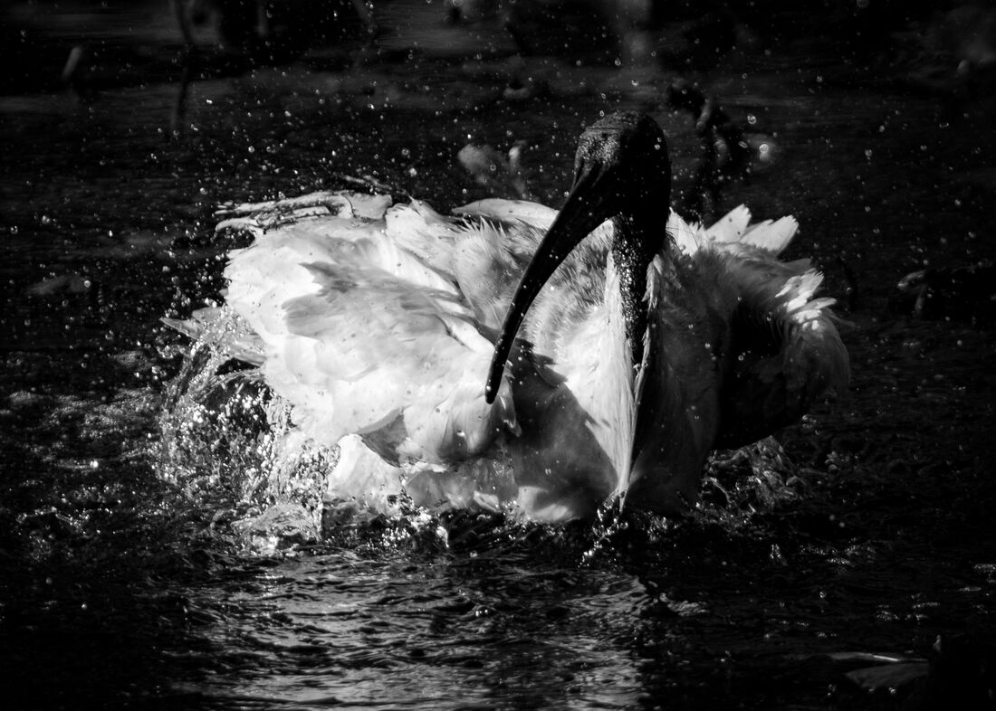 Ibis Bathing (2)