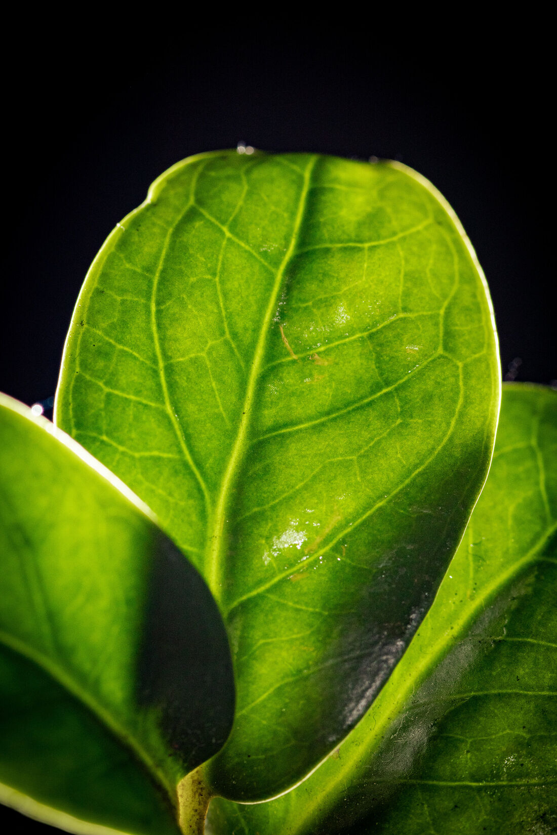 Optical Dissection of a Leaf