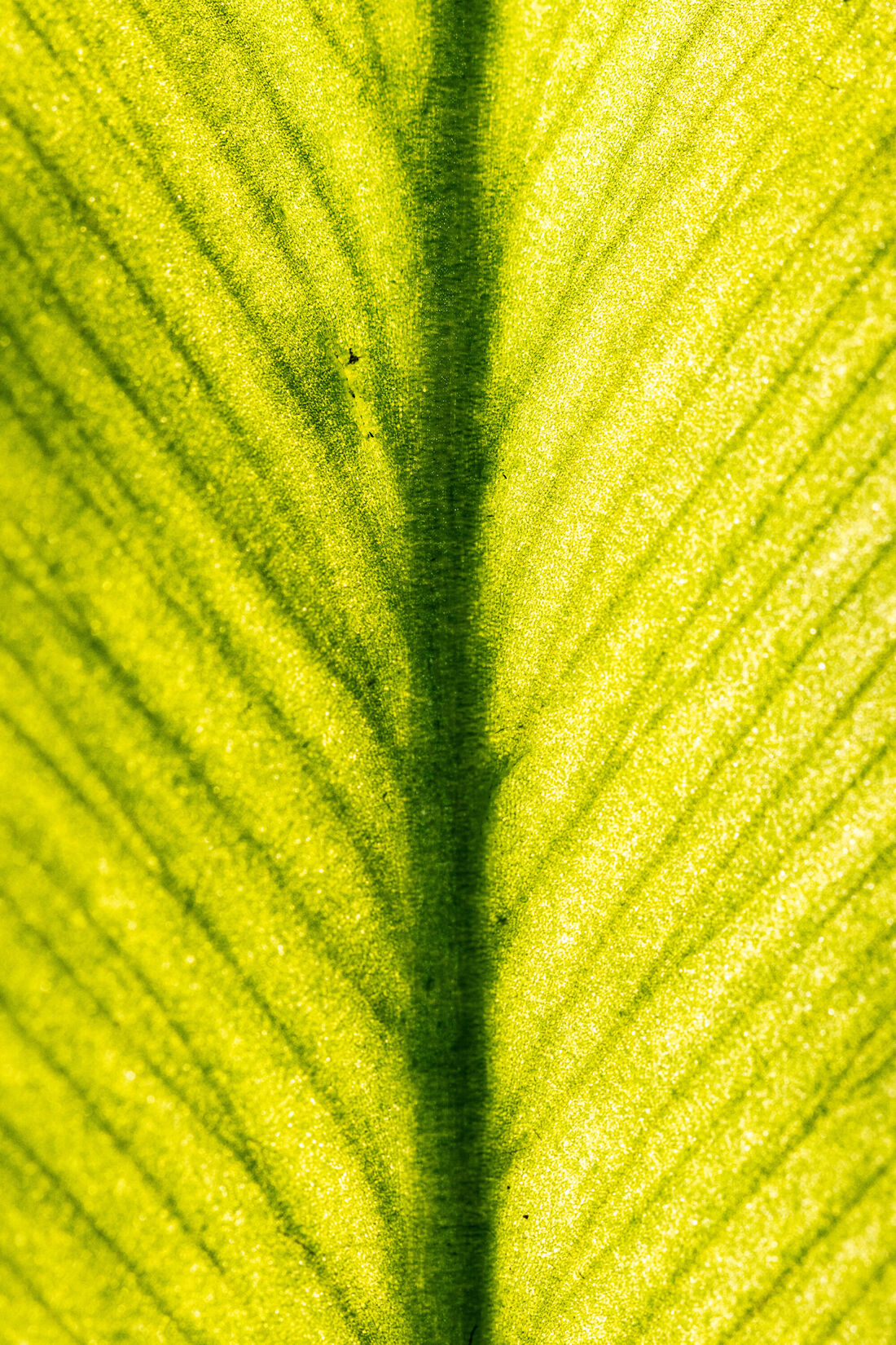 Optical Dissection of a Fern