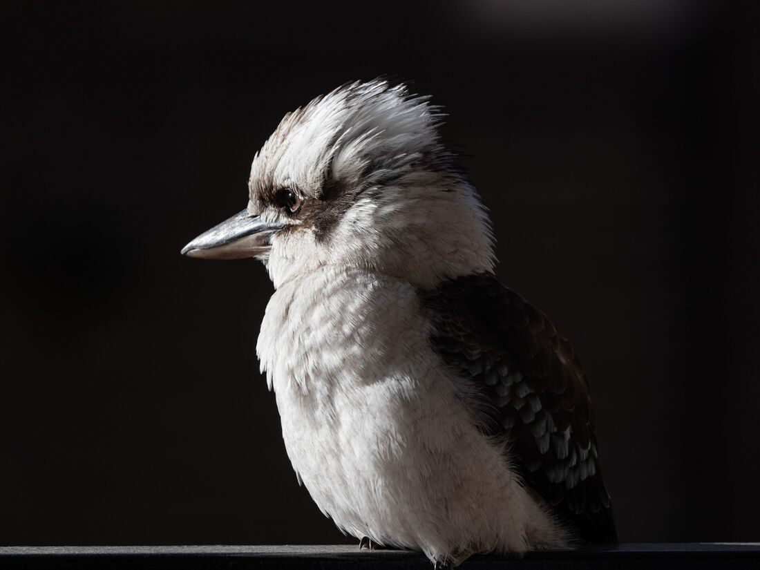 Kookaburra Portrait