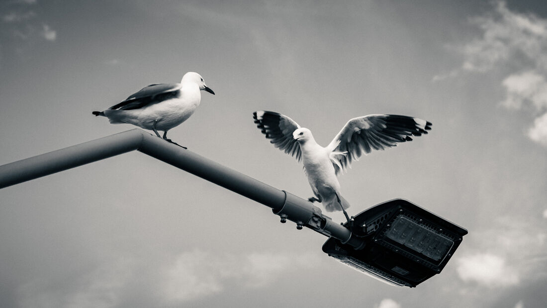 Seagull Battle