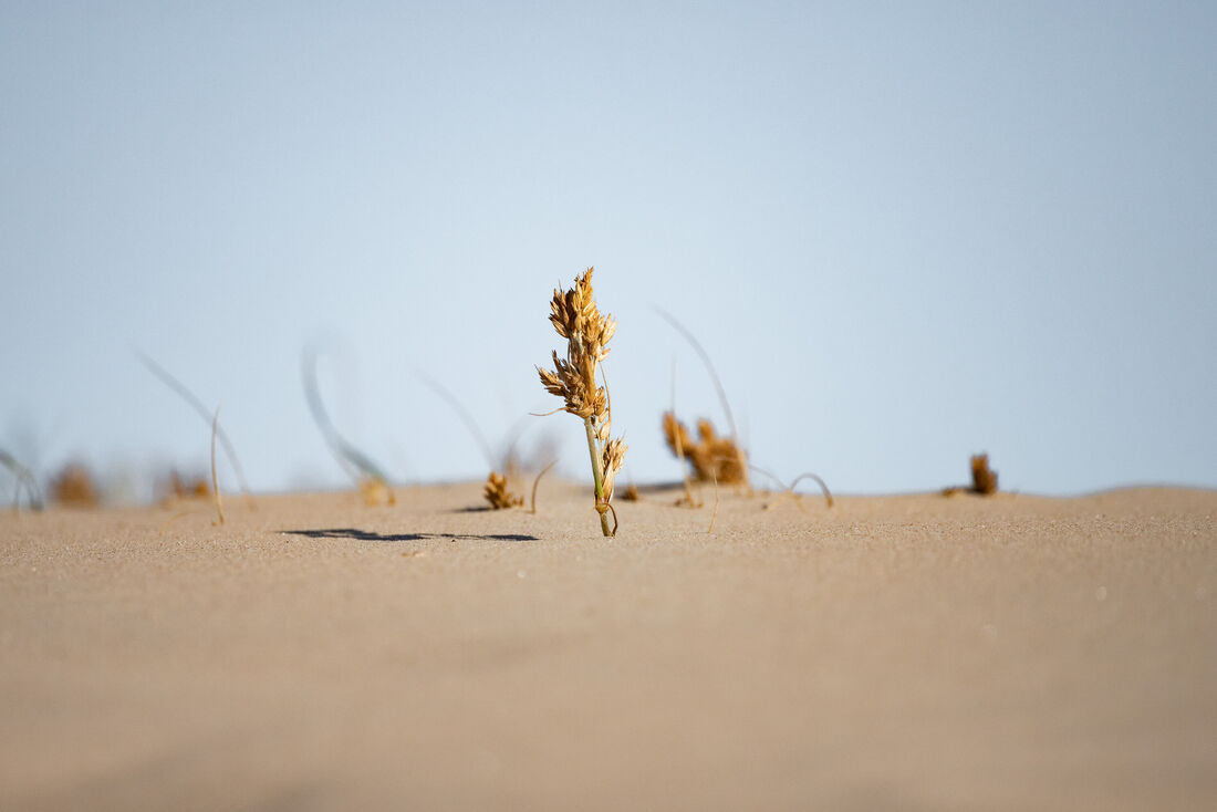Sprout Against the Wind