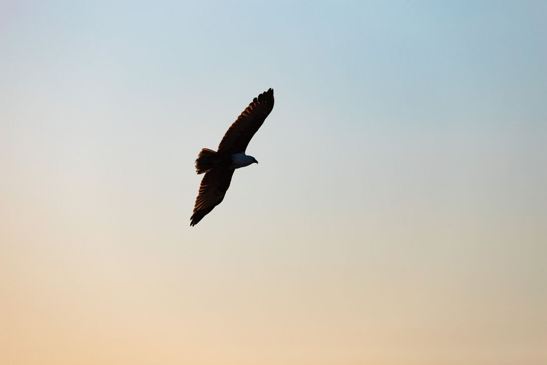 Eagle in Sunset Sky
