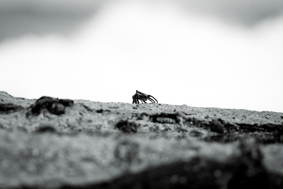 Small Crab in a Big Ocean