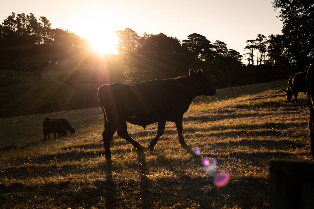 Cow in the Sunset (1)