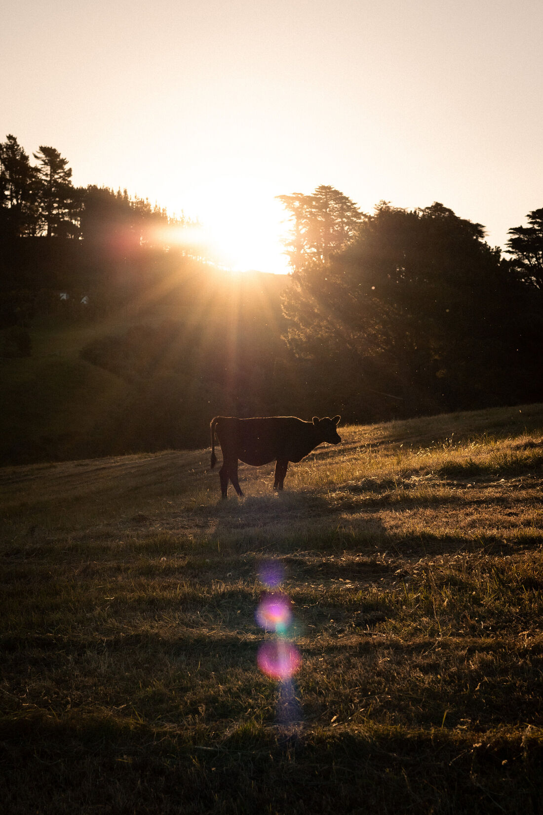 Cow in the Sunset (1)