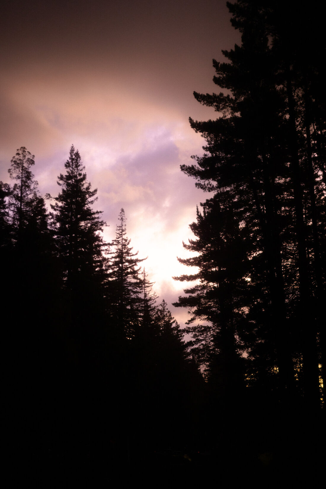 Sunset Over the Redwoods