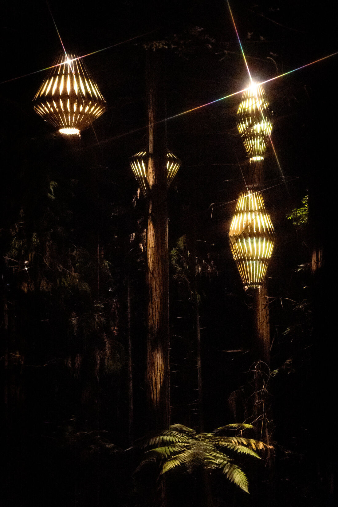 Light Falling on the Ferns