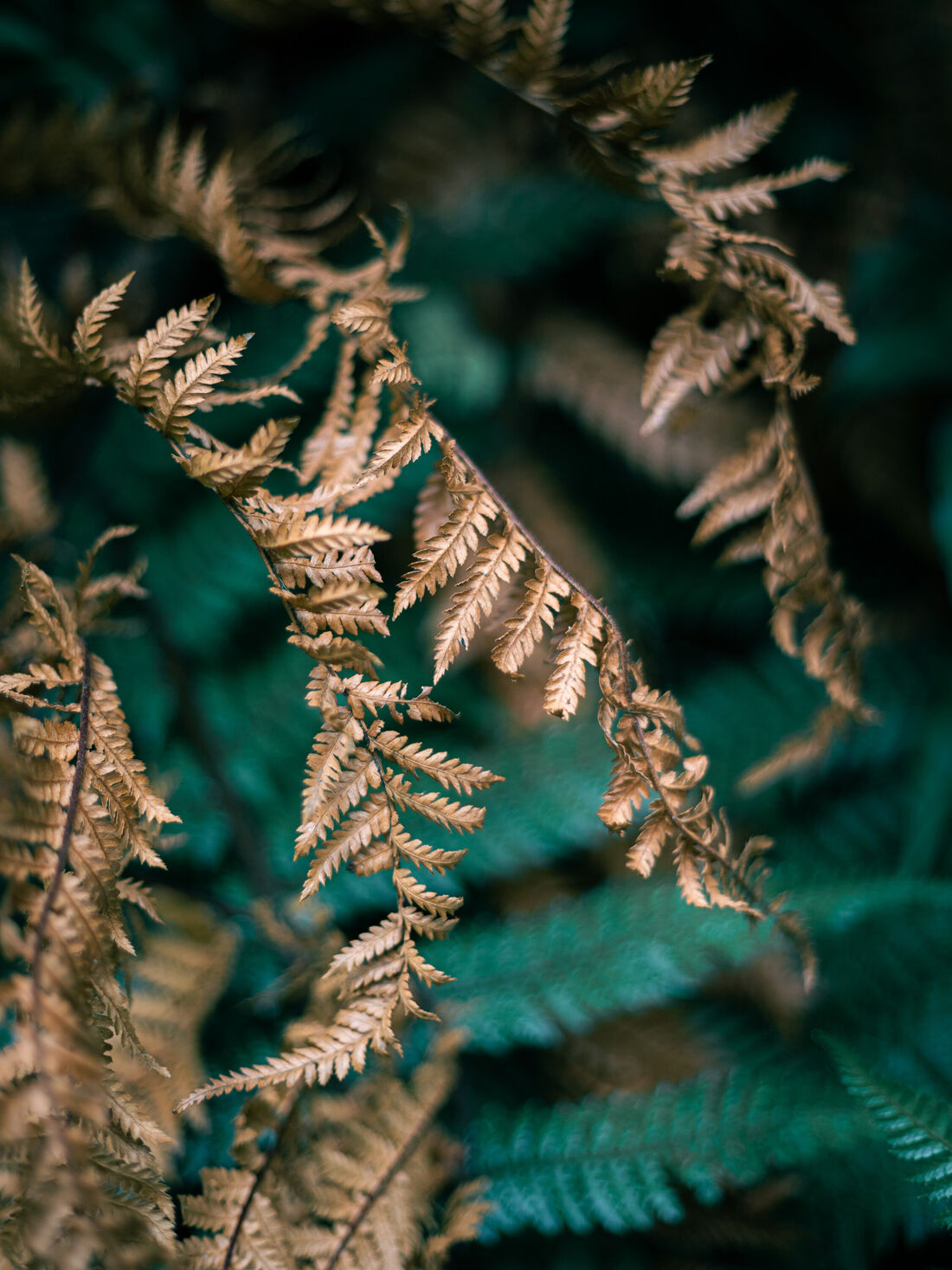 Copper Fern