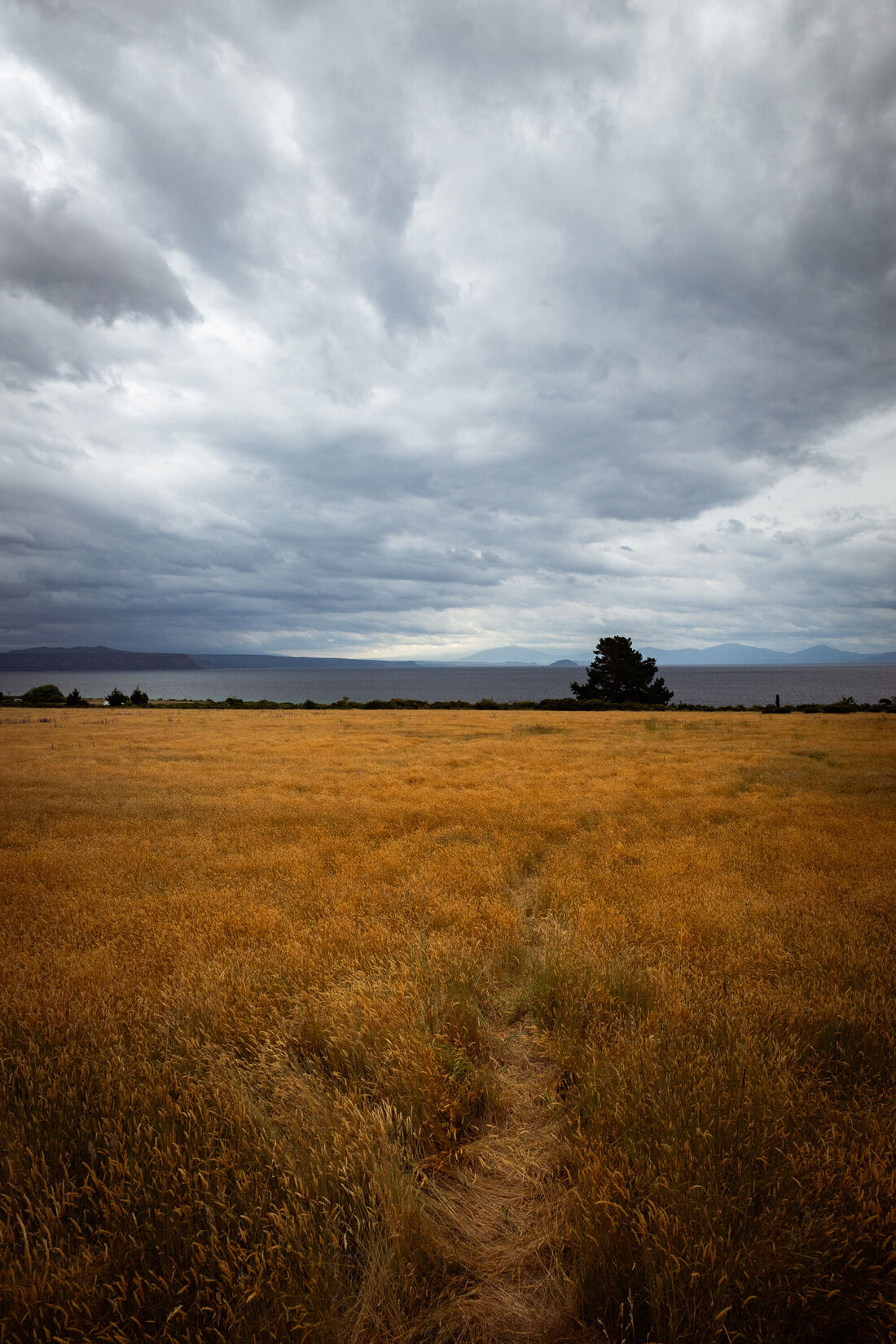 Storm Over a Wheatfield
