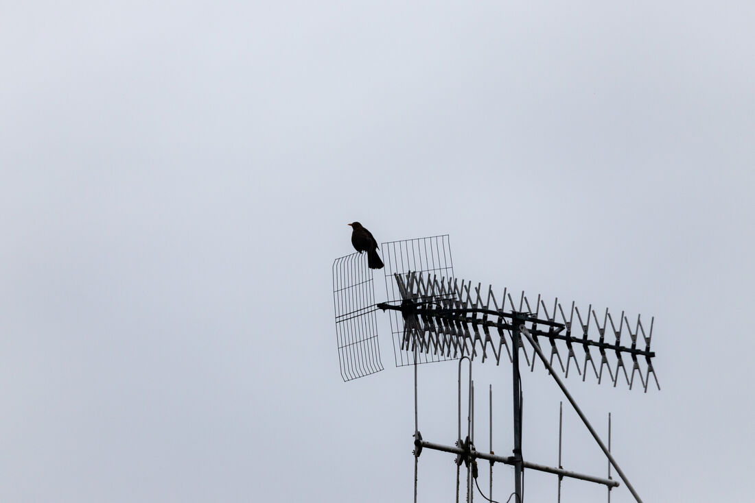 Bird Upon Antenna