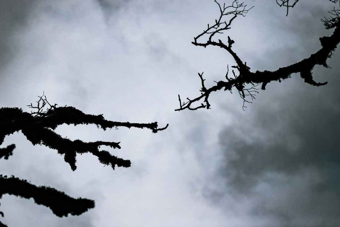 The Creation of Flora