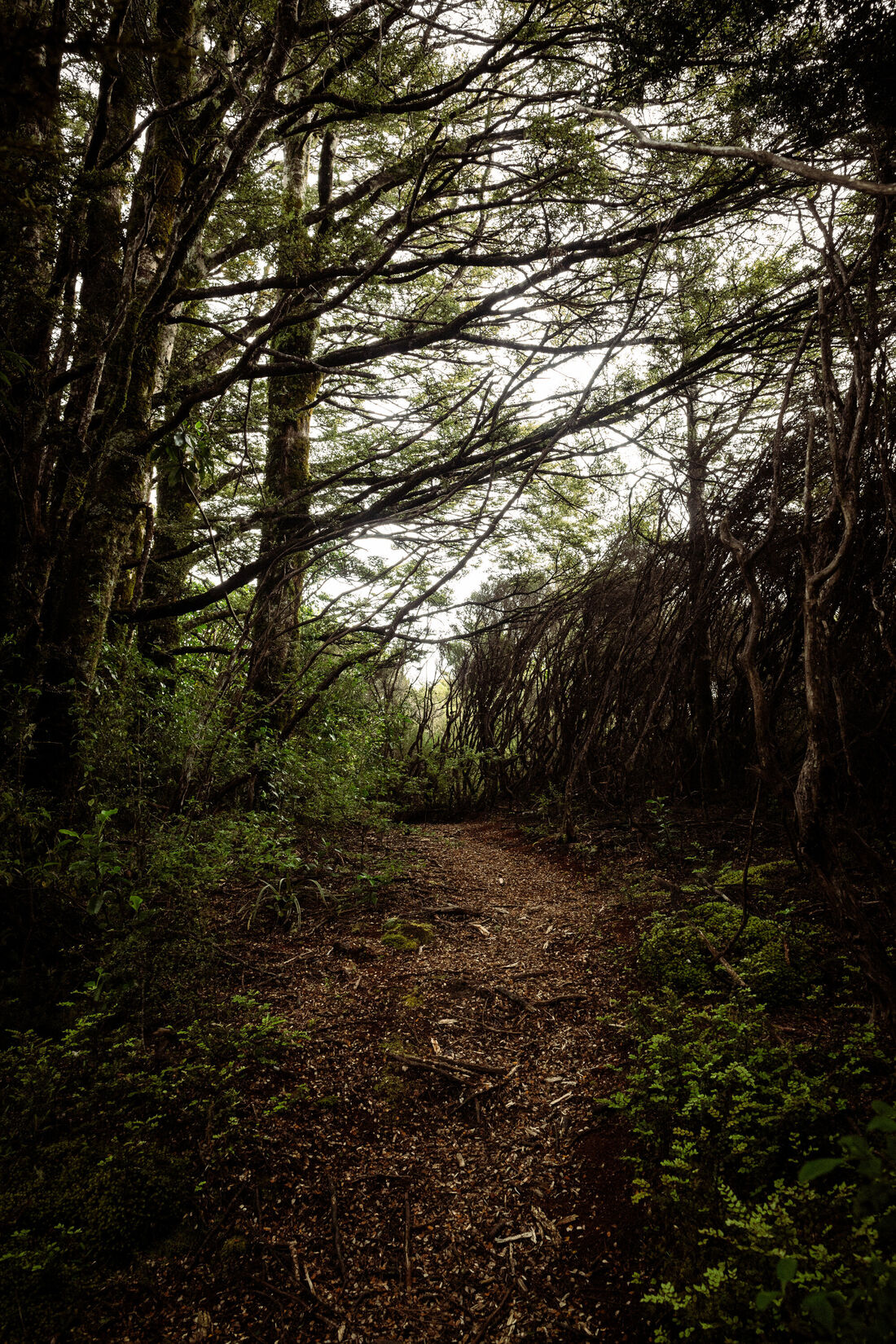 Moody Forest Path (1)