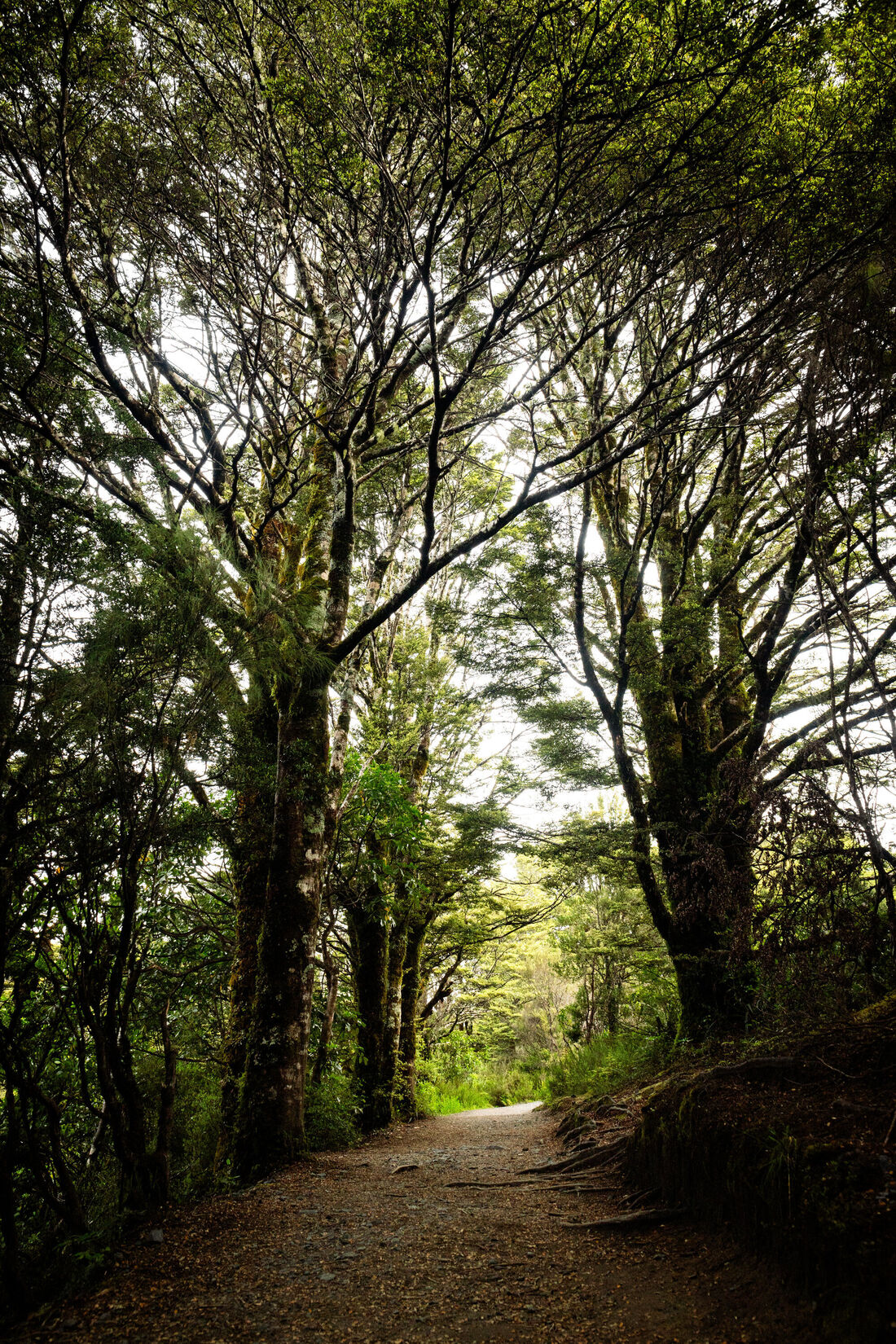 Moody Forest Path (2)