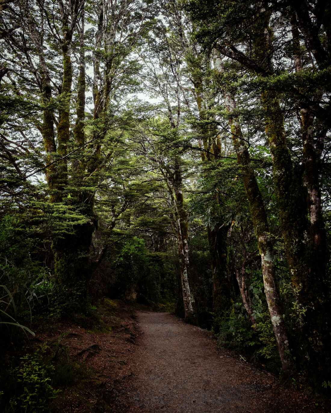 Moody Forest Path (3)