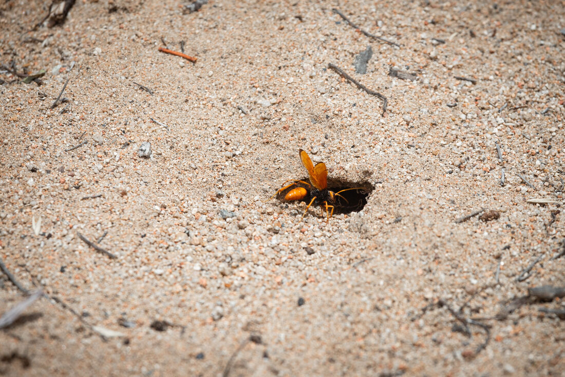 Burrowing Wasp (1)