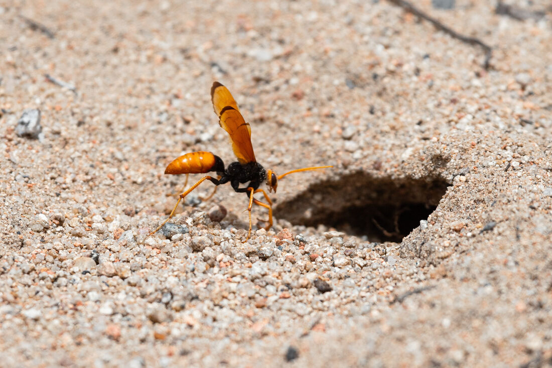 Burrowing Wasp (2)