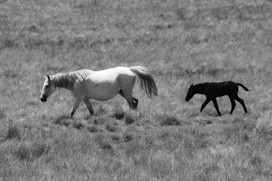 Brumby and Foal; White and Black