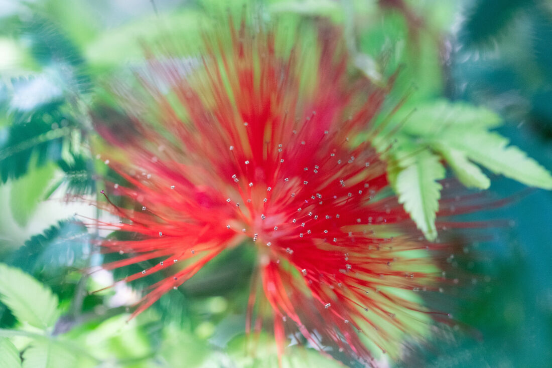 Soft Flower Burst (1)