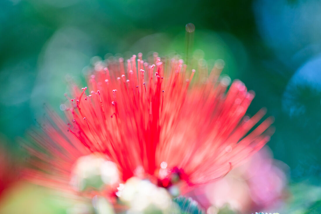 Soft Flower Burst (2)