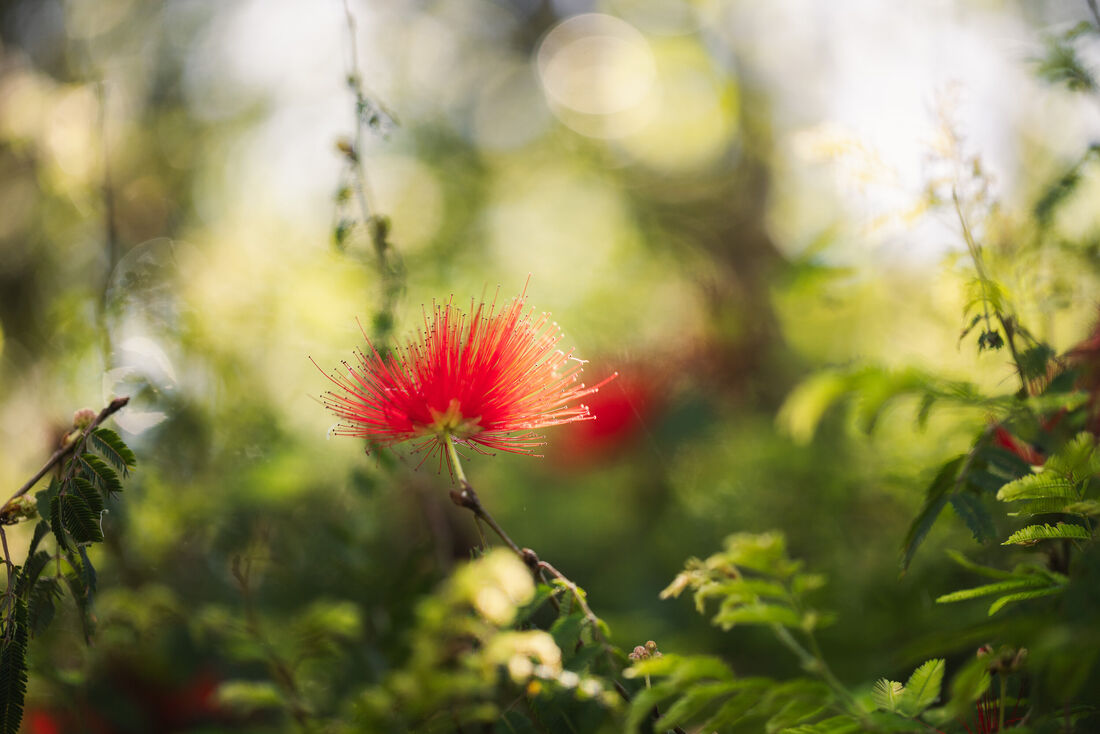 Tiny Rainforest Bloom