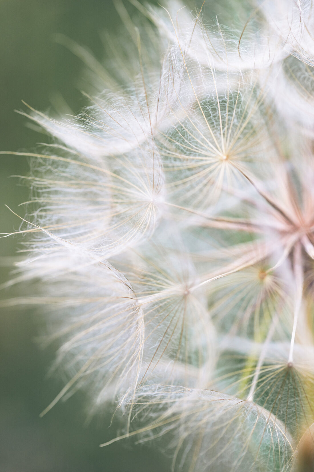Dandelion Seed Head (1)