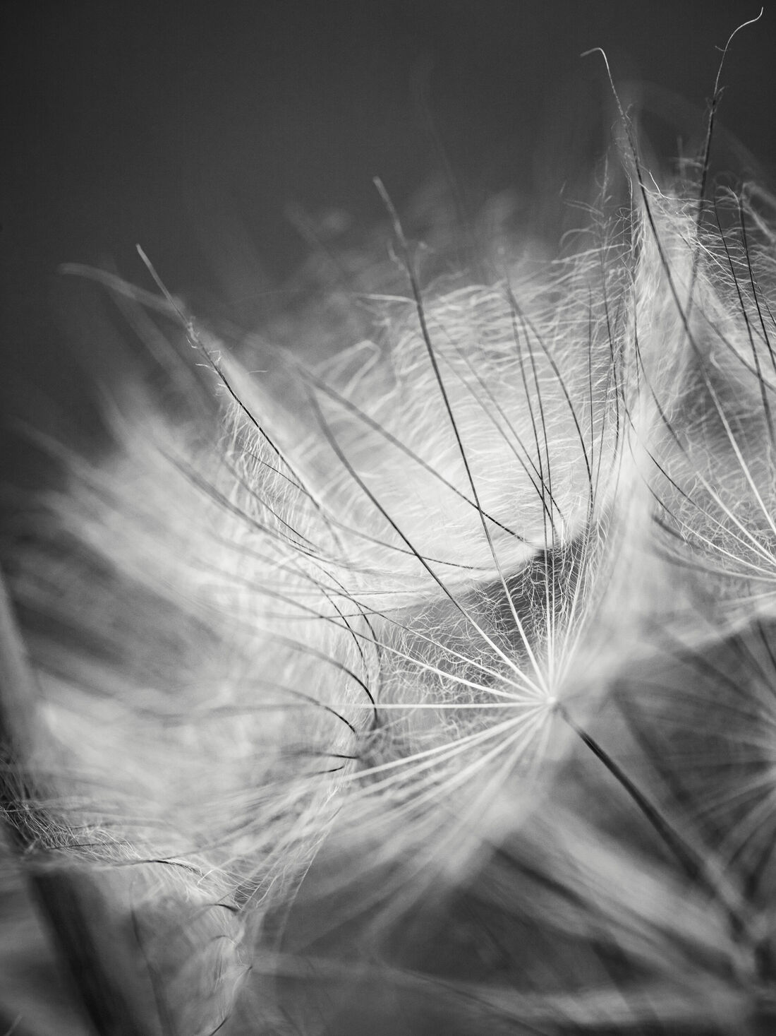 Dandelion Seed Head (2)