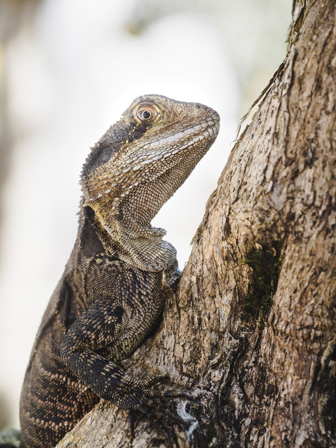 Australian Water Dragon Portrait