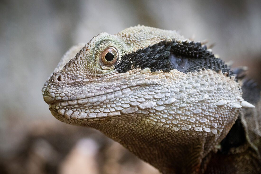 Australian Water Dragon in Detail