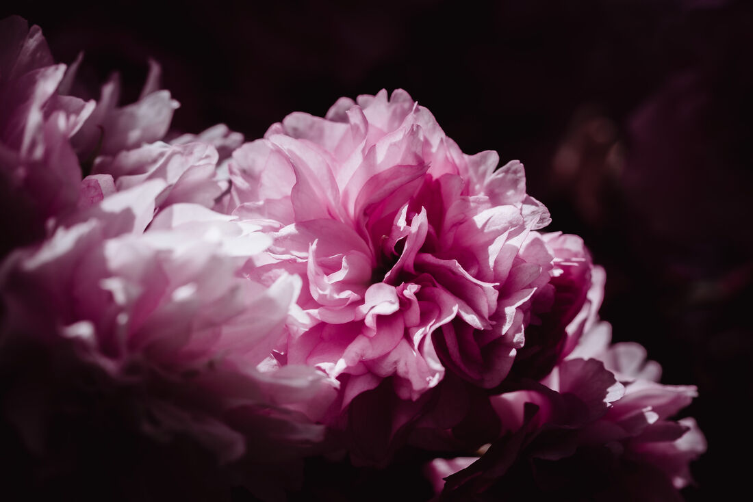 Impressions of a Cherry Blossom (1)