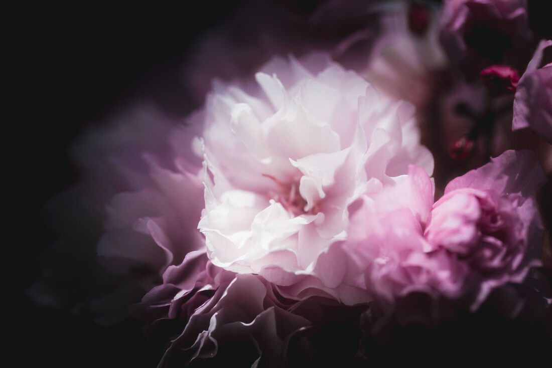 Impressions of a Cherry Blossom (2)